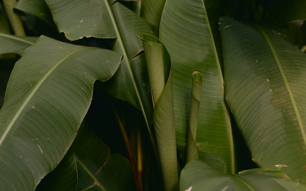 Background of leaves